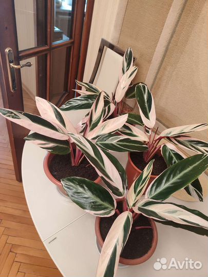 Строманта триколор