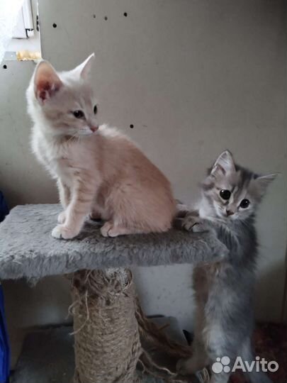 Кошки
