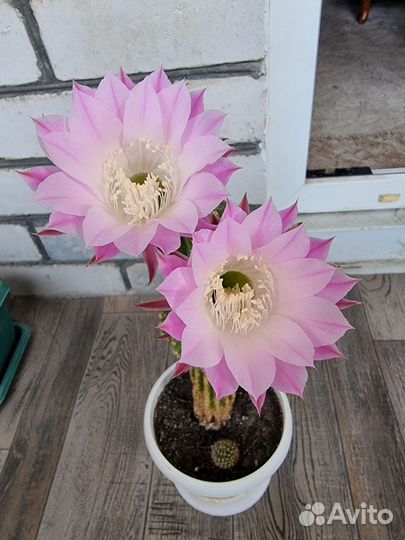 Кактусы и суккуленты