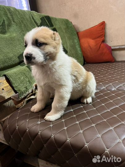 Щенки алабая