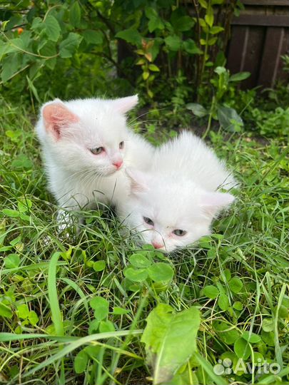 Котята-белоснежки