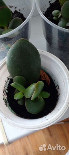 Толстянка крассула