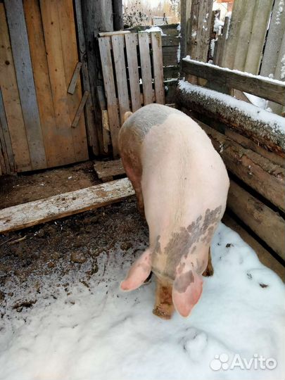 Свиноматка