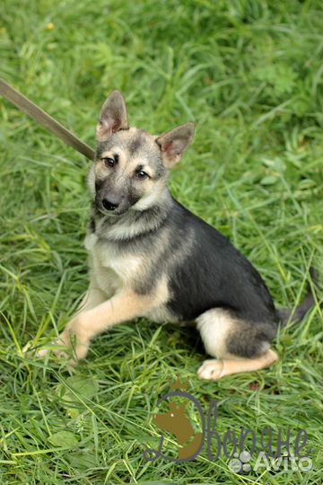 Рэкс ищет семью