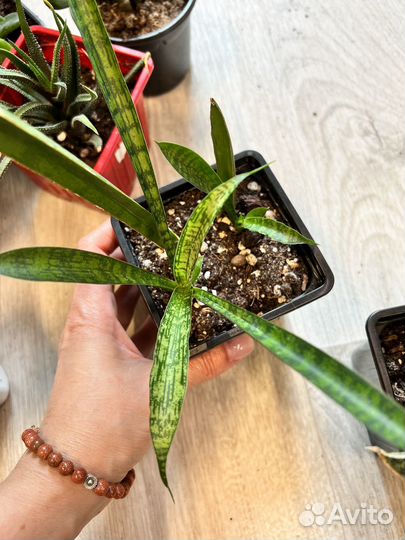 Комнатные растения цветы-суккуленты