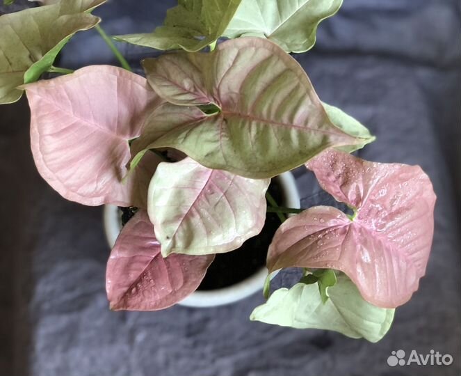 Сингониум взрослое растение