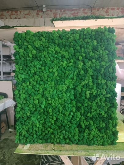 Мох стабилизированный оптом и в розницу