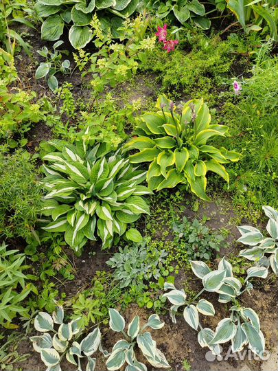 Хоста блю айвори