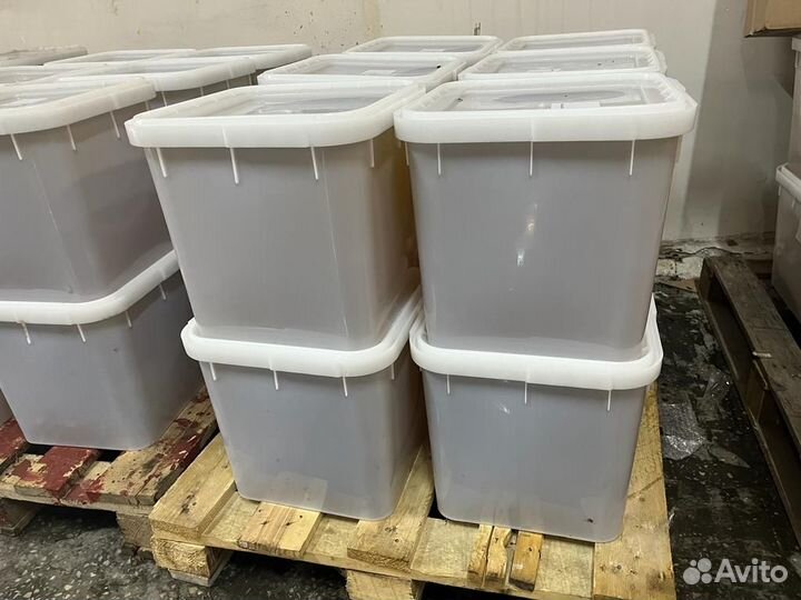 Гречишный мед свежий