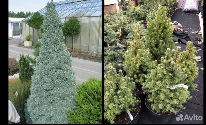 Ель живая