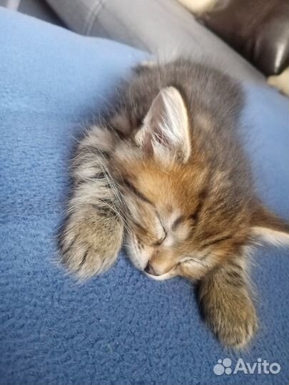 Отдам в добрые руки котята