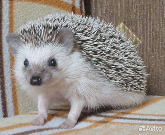 Ёжик
