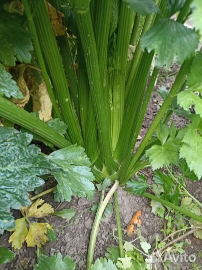 Черешковый сельдерей