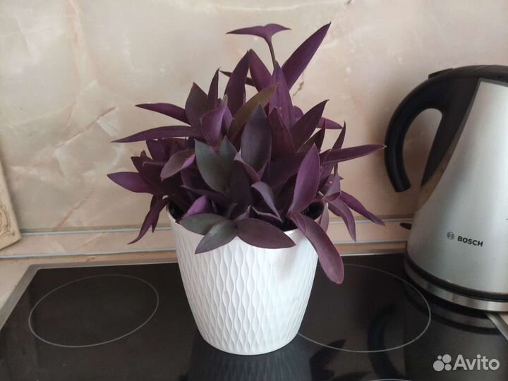 Традесканция пурпурная, рэо голд, сатира, зебрина