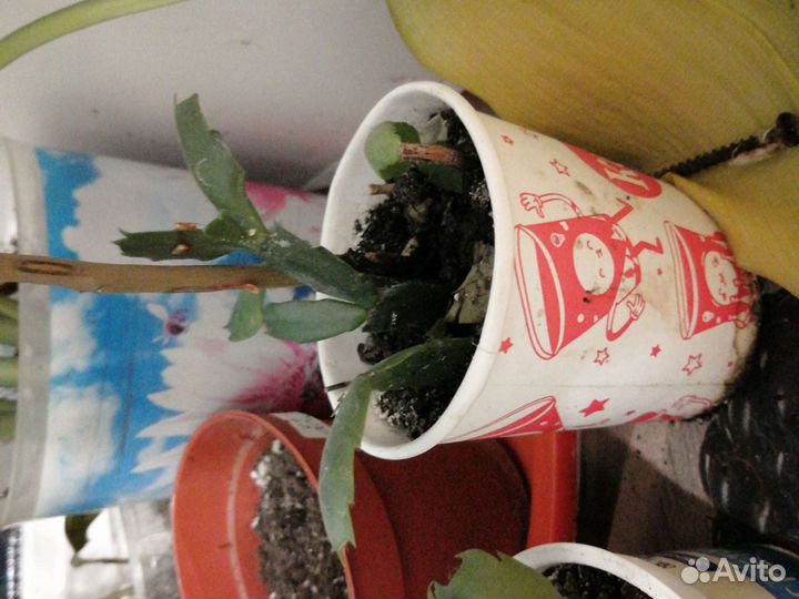 Декабристы