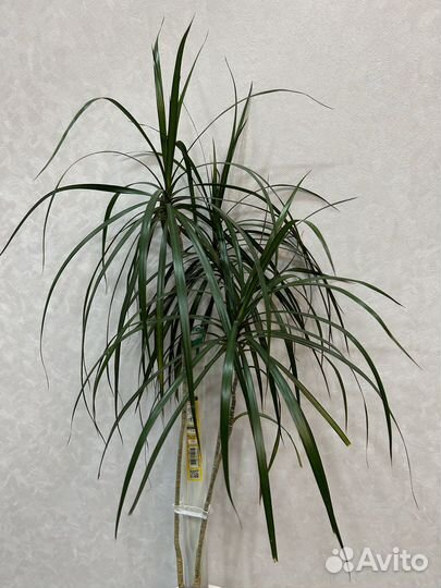 Пальма драцена