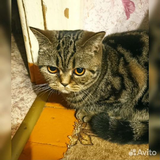 Шотландская