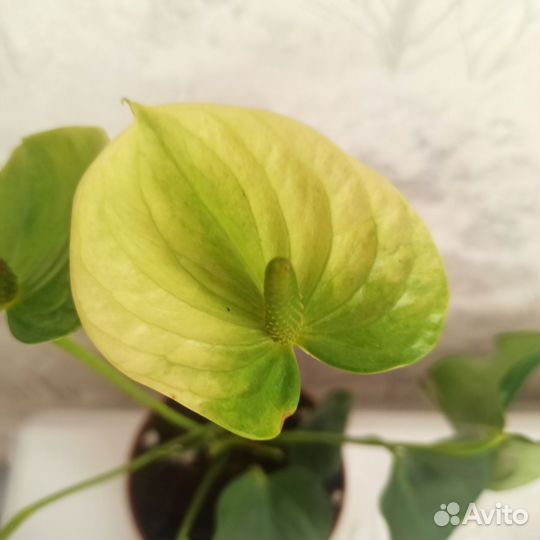 Антуриум жёлтый Циперус вариег Замиокулькас чёрный