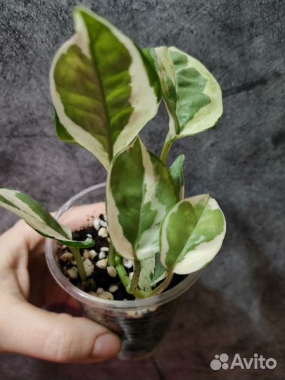 Эпипремнум Биг