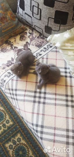 Британская