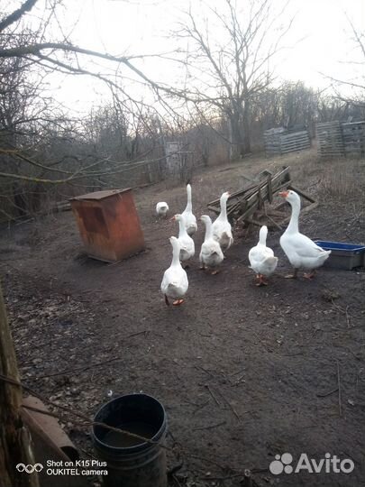 Инкубационное яйцо гусиное