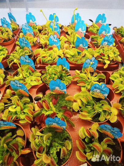 Венерина Мухоловка Дионея Мусципула 9/10