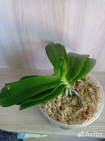 Орхидея фаленопсис