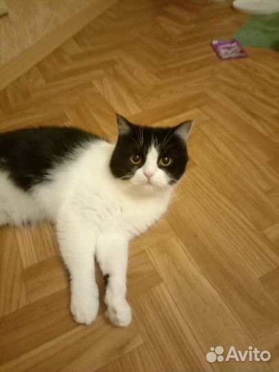 Кошка 2года