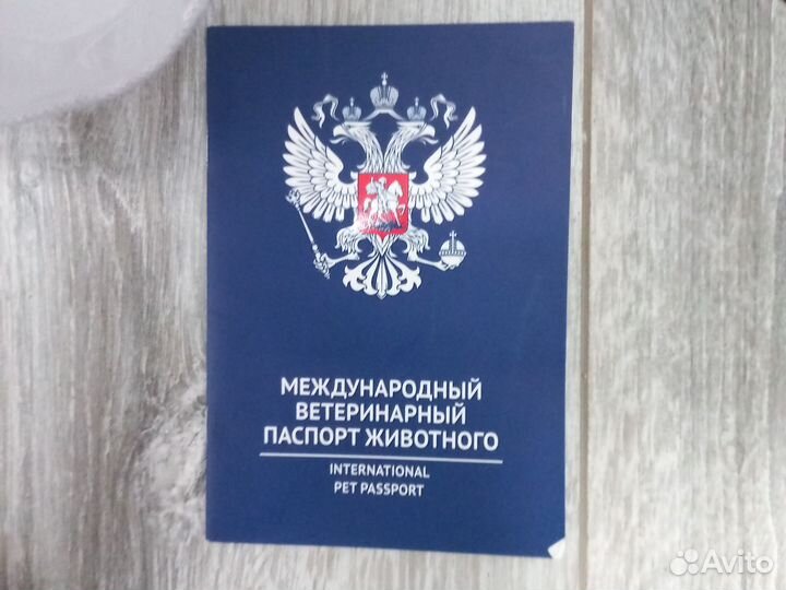 Вязка,немецкая овчарка кабель