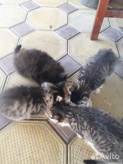 Котята 3 месяца