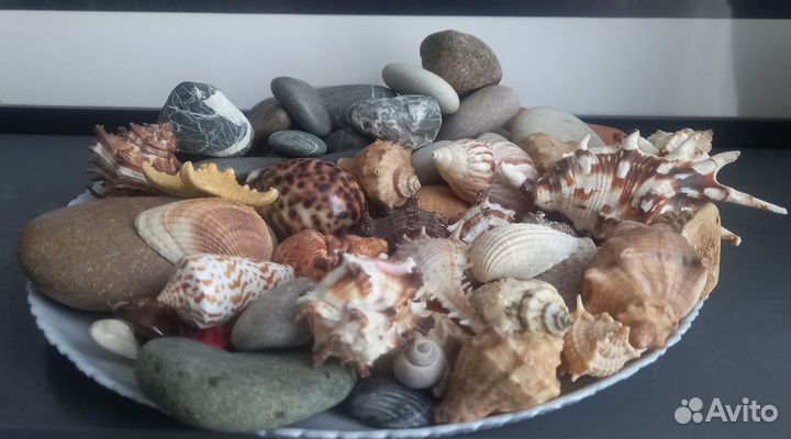 Морские ракушки (раковины) камни