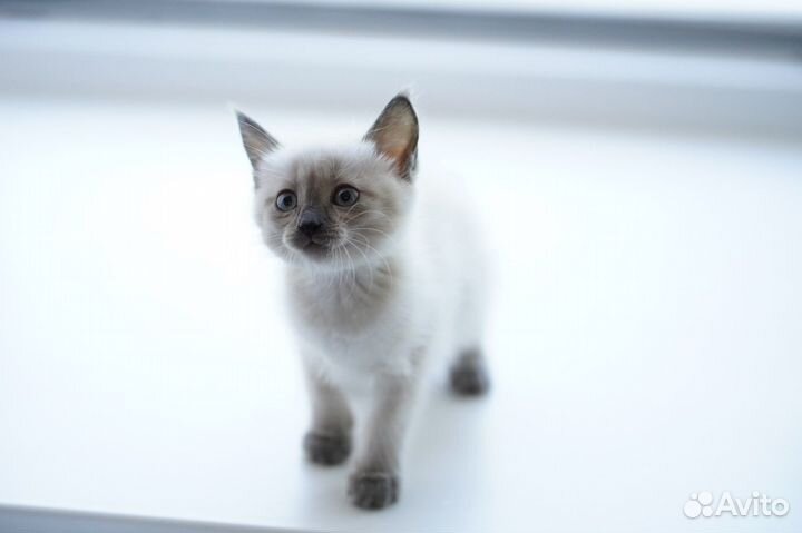 Котенок девочка с васильковыми глазками
