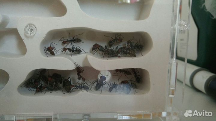 Гипсовый формикарий 