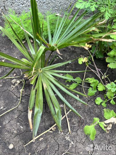 Пальма трахикарпус