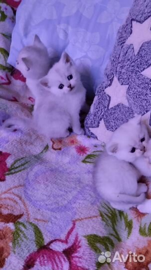 Котята - Британская серебристая шиншилла