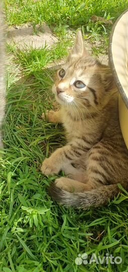 Кошка в дар