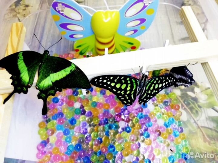 Ферма бабочек с 3 куколками