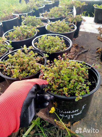 Тимьян Чабрец