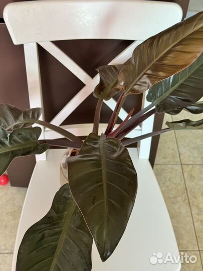 Филодендрон красноватый 