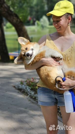 Забавный улыбака корги