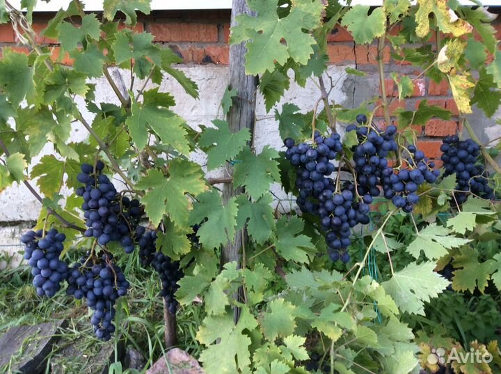 Виноград чёрный для открытого грунта в мо