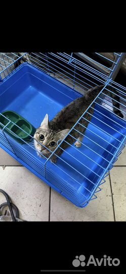 Кошечка из приюта ждет свою семью