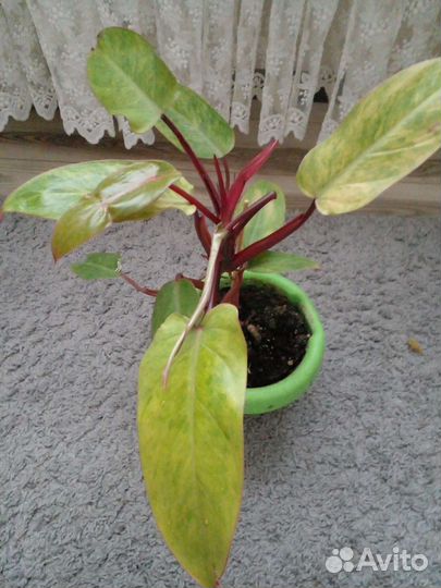 Филодендрон Медуза