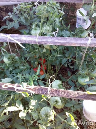 Монгольский карлик