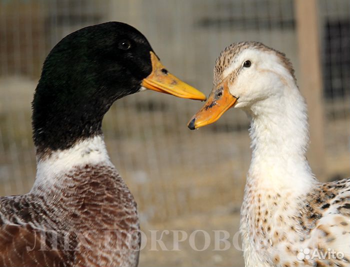 Утка Сильвер Эпплиярд (инкубяйцо)