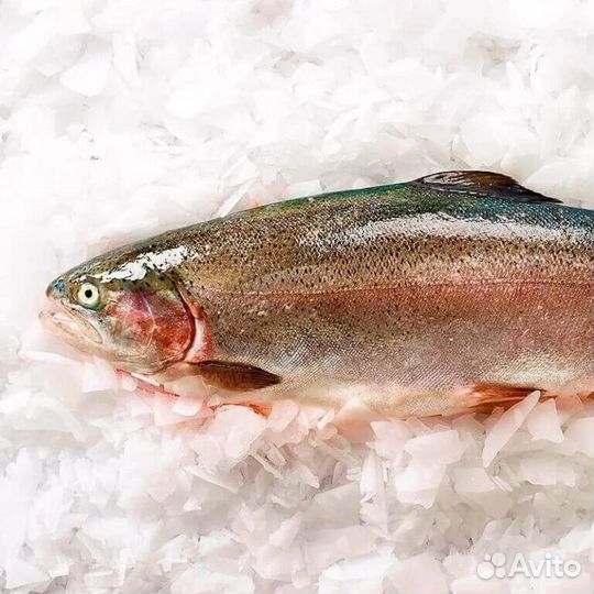 Форель Карелия