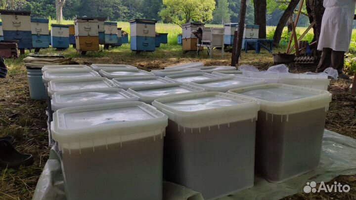 Липовый мед,куботейнер 24 литра Отправим в регионы