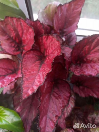 Бегония декоративно лиственная