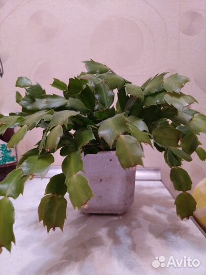 Декабрист шлюмбергера