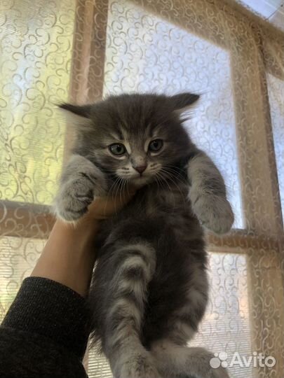 Котята в добрые руки бесплатно